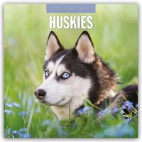 Huskies 2026 Square Wall Calendar | Red Robin | Englisch | Taschenbuch | 14 S.