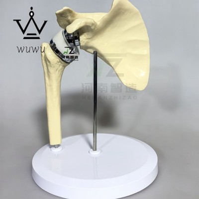 2025 New Artificial Shoulder Joint Manual Model High Quality Orthopedic Model