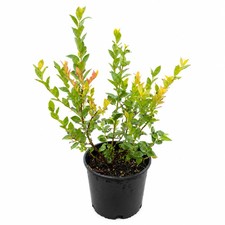 Sweetheart Blueberry Bush Live Potted Plant Edible Berry Garden