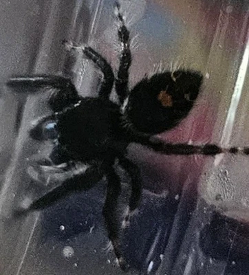 (1) BOLD JUMPING SPIDER - Image 1 of 3
