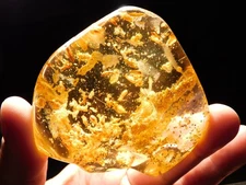 BIG! Translucent Polished Fossil AMBER Dozons of TERMITE Fossils Colombia 96.5gr