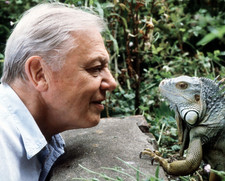 Sir David Attenborough 8x10 Photo - Face-to-Face with a Lizard - 17