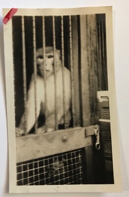 Sad Circus Monkey vintage Snapshot Locked Cage Heartbreaking Black & White Photo