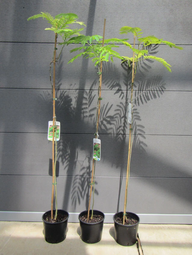 kunstpflanze ficus benjamini gro Kunstpflanze Ficus Benjamina Variegata - 160cm