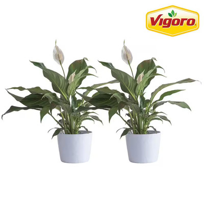 Peace Lily Indoor Plant in 6 In. White Ribbed Plastic Decor Planter, Avg. Shippi