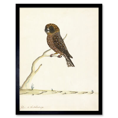 Der Sydney Bird Painter Boobook Owl Kunstplakat Gerahmter Druck 30x40 cm