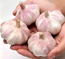 4x Whole Purple Wight Garlic Bulbs for Planting Hardneck Autumn