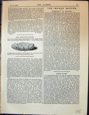 Antiker alter Druck Garten 1878 Vitelotte Kartoffel Covent Garden Frankreich Gemüse