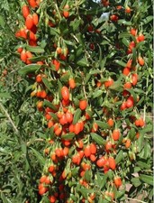 5 Goji berries/Lycium barbarum(枸杞) rooted plants wrapped with reclamation soil