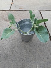 Taunton Deane Perennial Kale - 3 Fresh Healthy Unrooted Cuttings