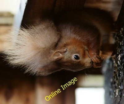 Foto 6x4 Im Versteck Sandown gesehen im Alverstone Mead Nature Reserve, auf c2014