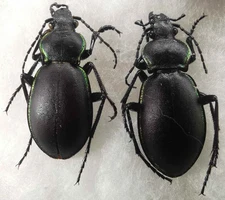 Carabus Tomocarabus marginalis 1 pair A1 ground beetles from N Ukraine