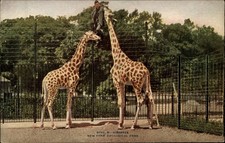 New York Zoological Park Giraffes ~ c1910 vintage postcard sku259