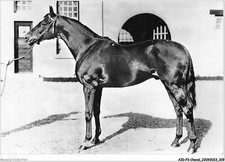 AIDP3-CHEVAUX-0205 - Francia - Puro Sangue Inglese