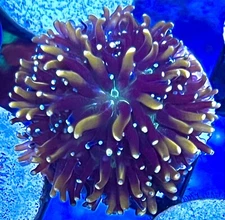 live coral Golden Galaxea Frag Long Tentacles "coralSLover"