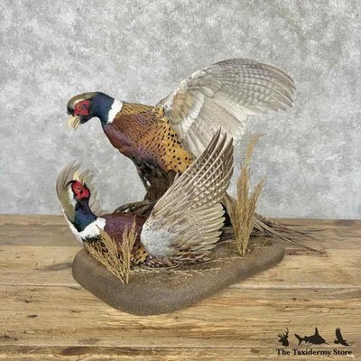 #31626 E | Ringneck Pheasant Pair Taxidermy Bird Mount For Sale