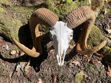 Awesome, Rare Texas Stumberg sheep Ram Skull,  HUGE Horns Log Cabin Taxidermy