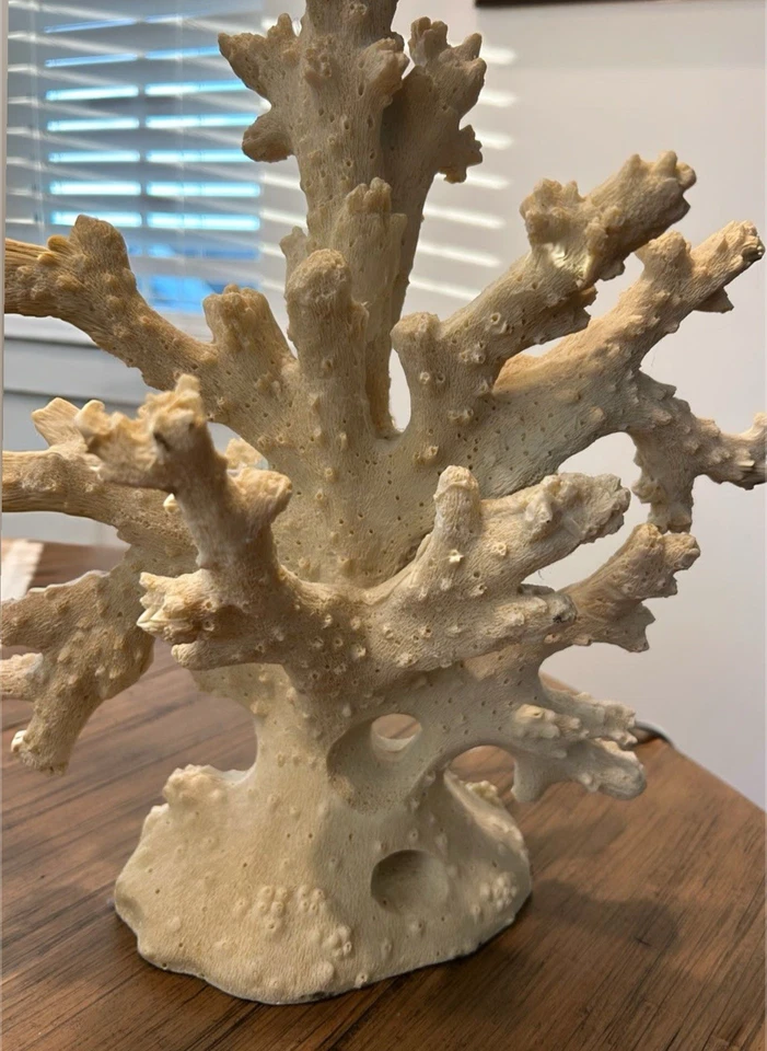 Lámpara de mesa SAFAVIEH Lighting 28 pulgadas imitación coral rama crema Foto 2 de 4