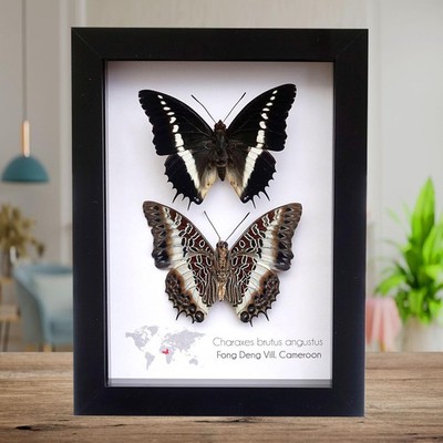 Gerahmte Charaxes Brutus Schmetterling Display: Kamerun Insekten Kunst (8'' x 5'')