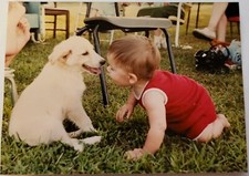 Vintage Found Photo 1981 Baby Puppy Dog Grass Backyard Feet Underfoot Labrador
