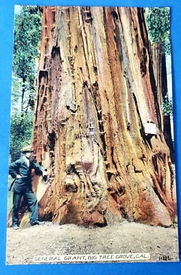 Postcard Big Tree Grove ''General Grant'' Sequoia 1900s California Acmegraph 11326