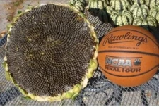 10+ Giant Mongolian Sunflower Seeds --- NON GMO -- HEIRLOOM -- FRESH