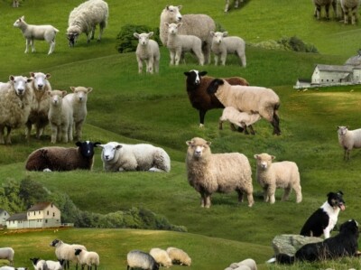Farm Animal Fabric - Sheep Green Pasture Field  - Elizabeth's Studio YARD