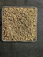 25 Hemp Seeds – Industrial Hemp, Non-GMO, Great Germination 