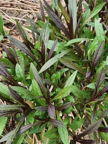 Lot of 10 HUSKER RED BEARDTONGUE Penstemon Perennial Bare Root Starter~ Zone 4-9 - Picture 2 of 3