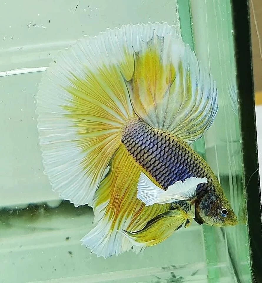 Live Betta Fish High Quality Halfmoon HM Male Yellow Pineapple Dumbo Big Ears - Image 3 of 4