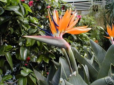 PRIPA 100 Blatt Fotopapier 240g/edeler GLANZ DIN A3 hochweiß 420x297mm 240g/m²