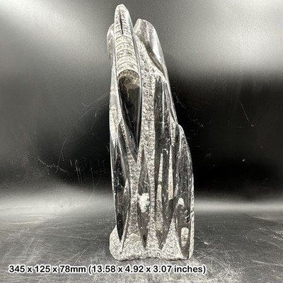 Orthoceras Fossil in schwarzem Marmor Statue, Devon, Marokko