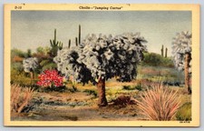 Cartolina Cholla "Cactus che salta" V5
