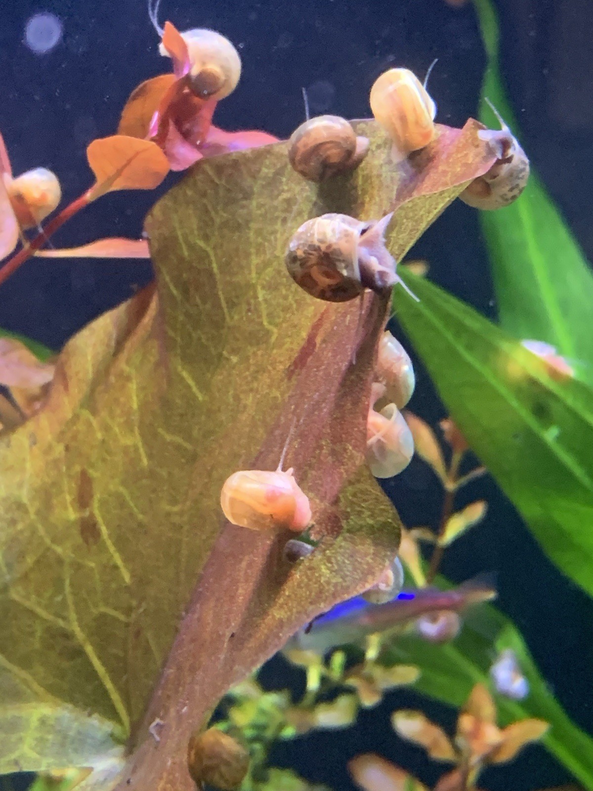 20 + 5 FREE Live Aquarium & Pond Snails Freshwater ( RAMSHORN ) Plus Stems Plant