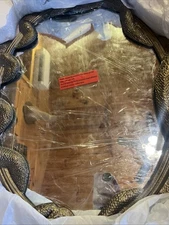 NIB POTTERY BARN TEEN HARRY POTTER NAGINI MIRROR BRASS WIZARDING WORLD