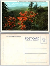 Azalea Bloom Great Smoky Mountains National Park Postcard