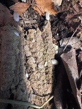 White Panda King isopods 10 count of mixed ages