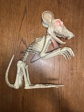 Rat Skeleton Halloween Prop / Decoration 14  Tall