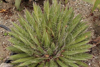 SAMEN Pflanzen Samen Terrasse Balkon Exoten Smereien Kaktus FADEN - AGAVE  | eBay.de