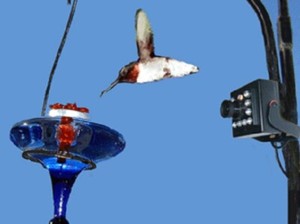 bird video camera