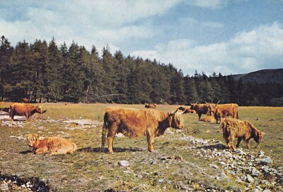 HIGHLAND CATTLE AT INVERCAULD ~ DEESIDE ~ ABERDEENSHIRE ~ GEBRAUCHT ~ VERSCHICKT