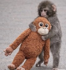 DJUNGELSKOG Orangutan Plush Brown 24  Punch Monkey Stuffed Toy