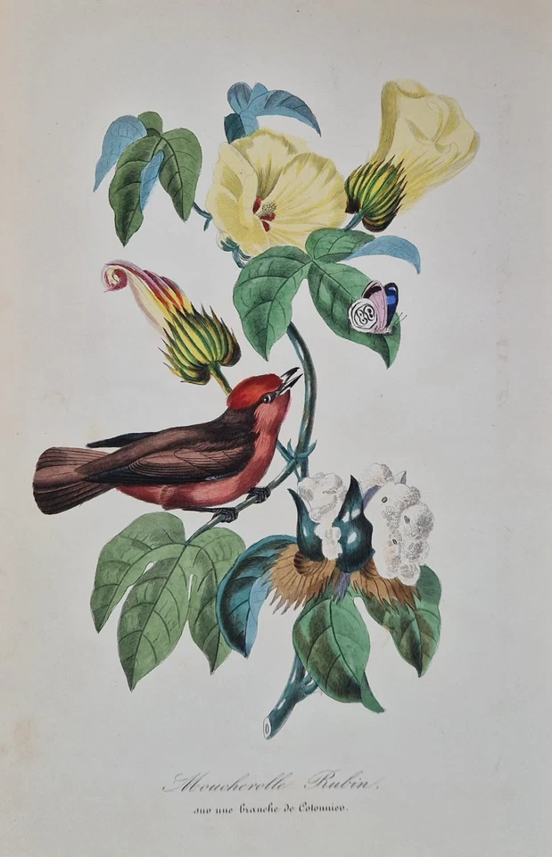 6 Gravures originales 1842 oiseaux fleurs exotiques color print Descourtilz - Photo 2/4