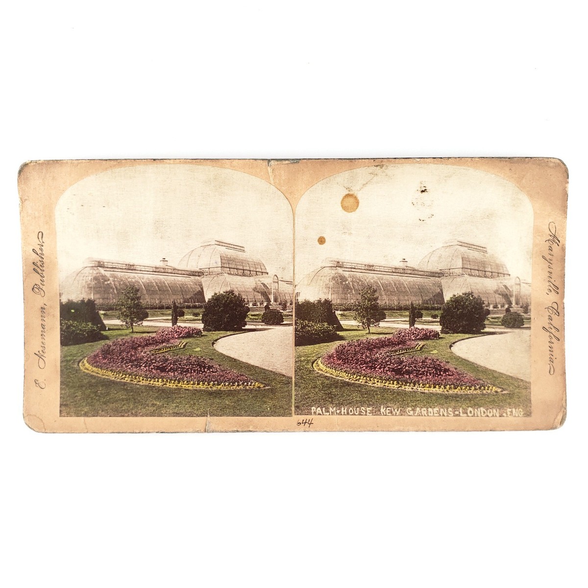Palm House Kew Gardens Stereoview c1890 Tinted London England
