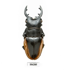 BEETLE, INSECT -H6285. Lucanidae: Odontolabis cuvera fallaciosa -72MM, VIETNAM