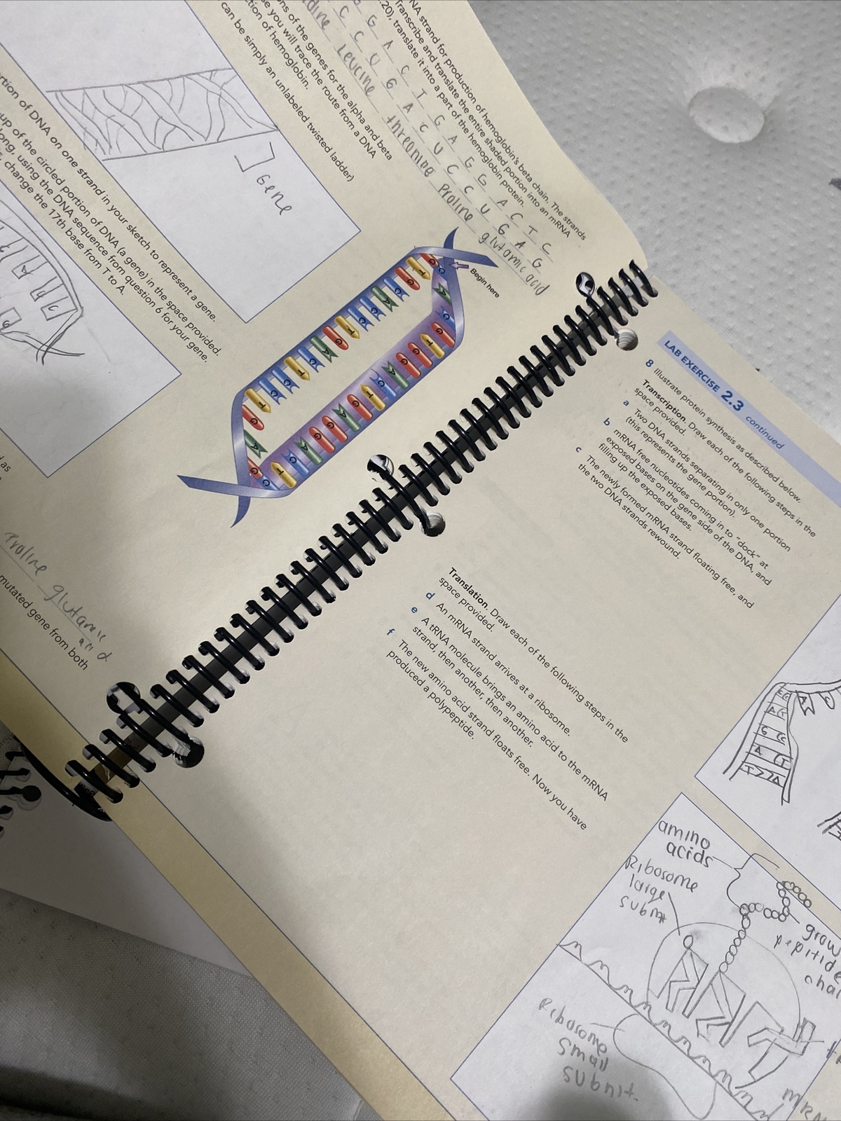 Exploring Physical Anthropology A Lab Manual And Workbook 3e By Suzanne E Walker Pacheco 2017 Ringbound For Sale Online Ebay