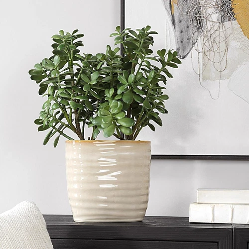 Crassula Jade Planter - 23.5" Tall, 18" Wide Decorative Accent - Picture 4 of 5