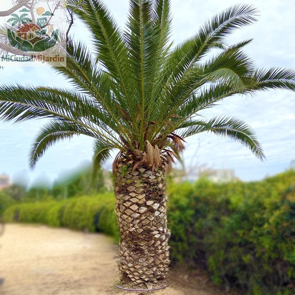 10 Semillas Phoenix canariensis – Palmera Canaria – Fresh Seeds 2026 – Palm Tree