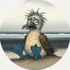 Hayleybug 1/2 oz Frizzled Blue Footed Booby silver Coin 10 Of 15