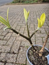 Edgeworthia Chrysantha Grandiflora 'Paperbush' Plant 30-40cm Tall 2-Year Old